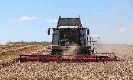 Пять районов Гродненской области превысили 100-тысячный рубеж по намолоту зерна