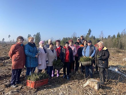 Порядка 5 200 елей высадили сегодня волонтеры серебряного возраста на Вороновщине