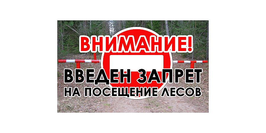 Запреты и ограничения на посещение лесов по состоянию на 13 июля введены в 87 районах Беларуси