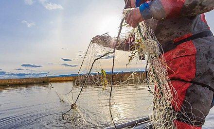 До 45 базовых за рыбину: рыбакам напомнили об ответственности за незаконный улов