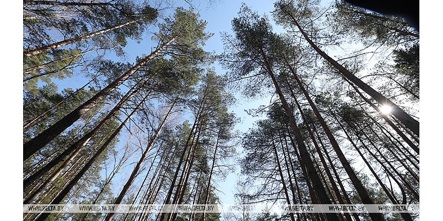 В трех районах Гродненской области введен полный запрет на посещение лесов