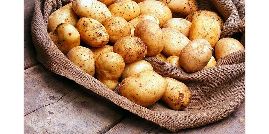 Правительство ввело лицензирование вывоза картофеля