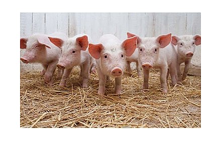 В Беларуси изменен порядок ввоза мясной и рыбной продукции для физлиц