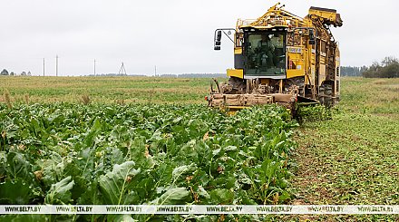 Более 50% площадей сахарной свеклы убрано в Беларуси