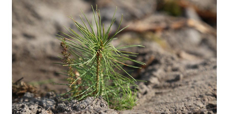 С начала года работники лесхозов создали около 14,5 тыс. га новых лесных культур