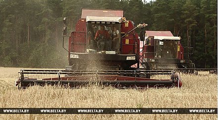 Аграрии Гродненской области завершили массовую уборку зерновых