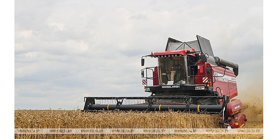 Почти 9,5 млн тонн зерна с рапсом и кукурузой собрали в Беларуси