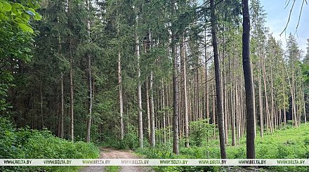 Запрет на посещение лесов введен в 29 районах Беларуси