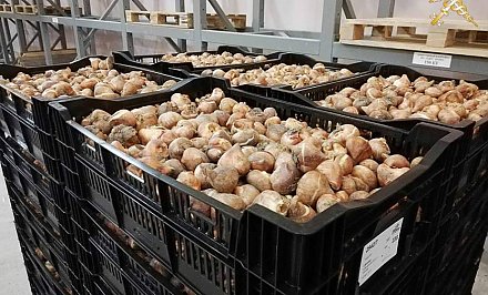 Гродненскими таможенниками пресечена попытка незаконного ввоза на территорию ЕАЭС более 18 тонн луковиц тюльпанов