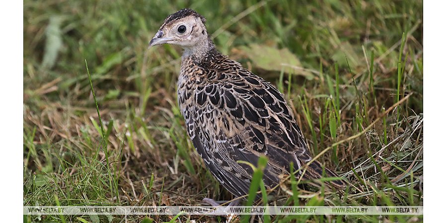 Сезон охоты на водоплавающую и болотную дичь открылся в Беларуси
