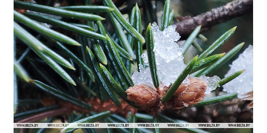 Кратковременные осадки, гололедица. Синоптики рассказали о погоде на 20 ноября