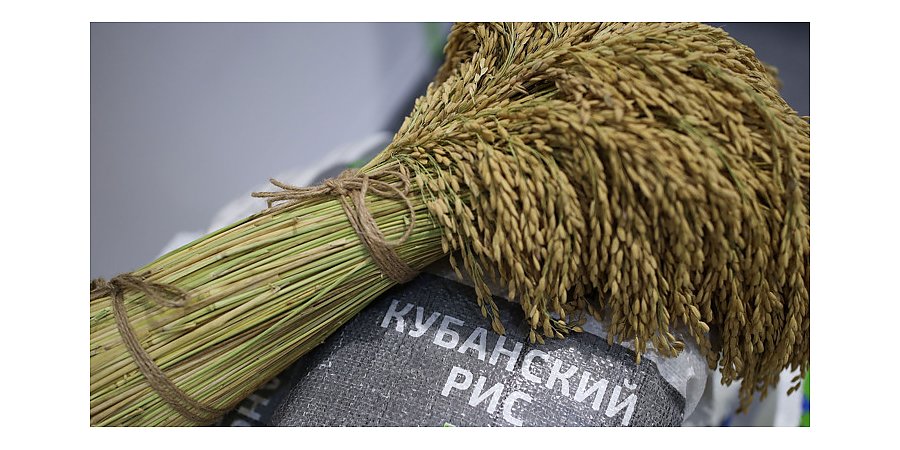 Россия ввела запрет на экспорт риса