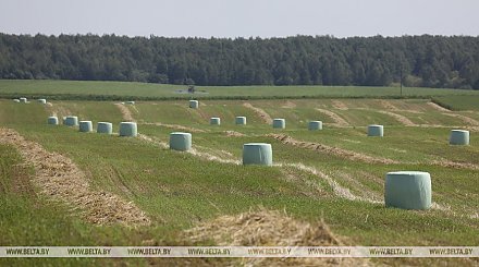 Первый укос трав проведен в Беларуси на 71,4% площадей