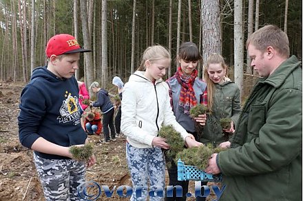 И зашумит зеленый лес…