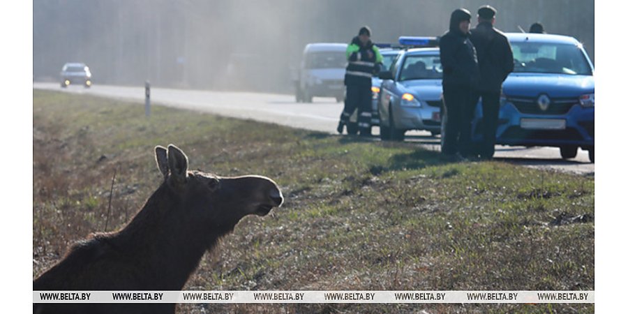 ДТП с животными. В каких случаях полагаются страховые выплаты