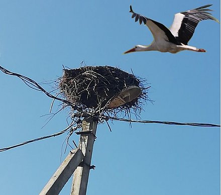Высоковольтная беда, или  Нужны новостройки для аистов
