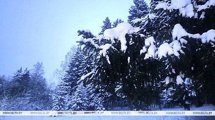 Порывистый ветер, снег. Какой будет погода в Беларуси сегодня