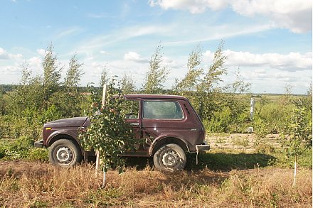 В Вороновском районе автомобиль переехал полевода-садовода на территории фруктового сада. Следователи выясняют обстоятельства