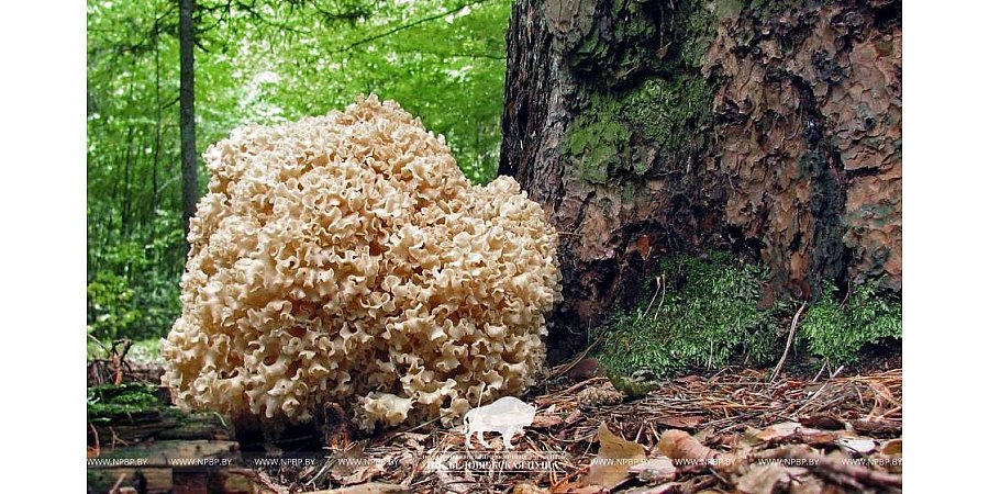 В Беловежской пуще обнаружили необычный съедобный гриб из Красной книги