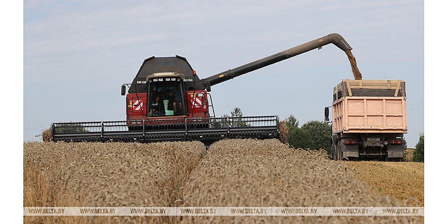 В Беларуси намолотили 5,7 млн тонн зерна