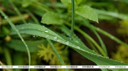 Жара до +32°С, кратковременные дожди и грозы ожидаются сегодня в Беларуси