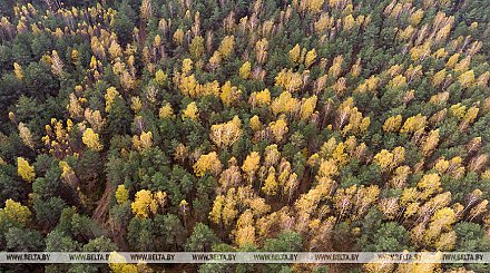 Как не потеряться в лесу и что делать, если уже заблудились, напомнили в МЧС