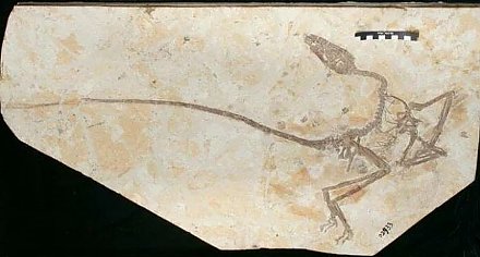 Палеонтологи обнаружили переходный вид между динозаврами и птицами