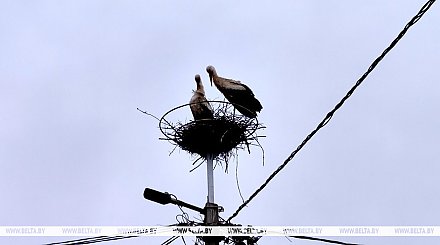 До +25°С и в основном без осадков будет в Беларуси 1 июня
