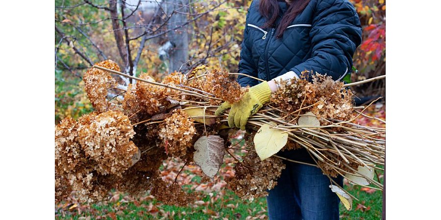 12 растений, которые нельзя обрезать осенью