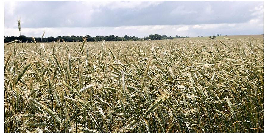 Александр Лукашенко проинспектировал экспериментальные поля на малой родине