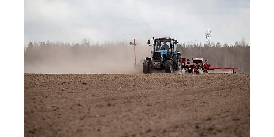 В Беларуси посеяно более 600 тысяч гектаров кукурузы на зерно