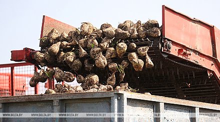 В Беларуси сахарная свекла убрана с 17% площадей