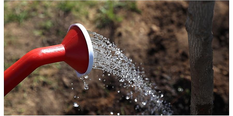 Минприроды проведет в Беларуси 28 октября единый день озеленения