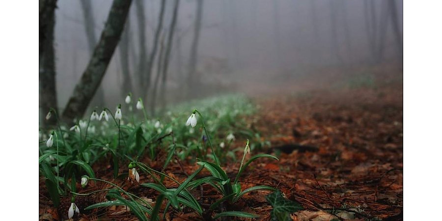 Слабый туман и до +20°С. Какой будет погода в Беларуси 9 марта