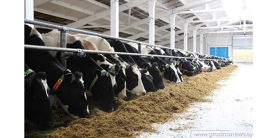 Чем лучше условия, тем выше надои. Какие преимущества и перспективы у строительства высокотехнологичных молочно-товарных комплексов на Гродненщине