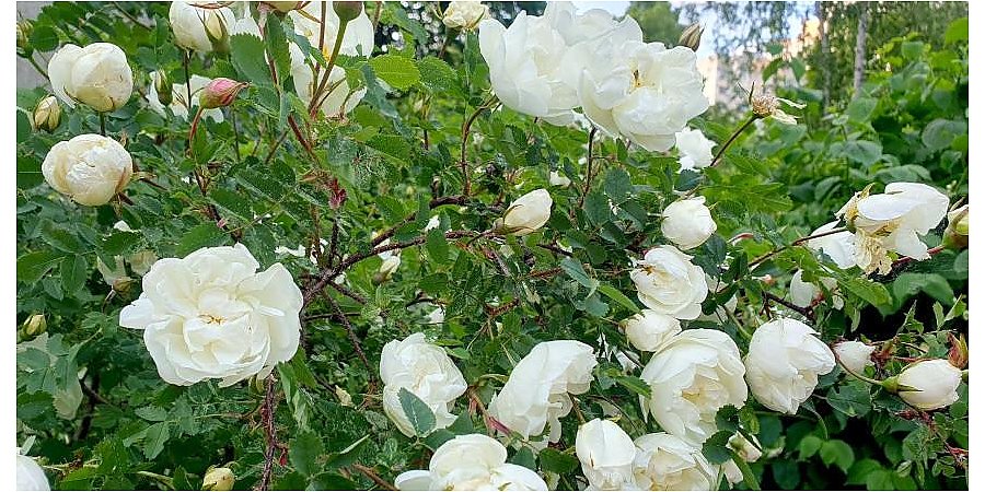 Кратковременные дожди и грозы ожидаются 27 мая в Беларуси