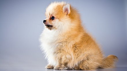 Продавцы котят и щенков в Беларуси с 1 января должны будут платить налог на профдоход