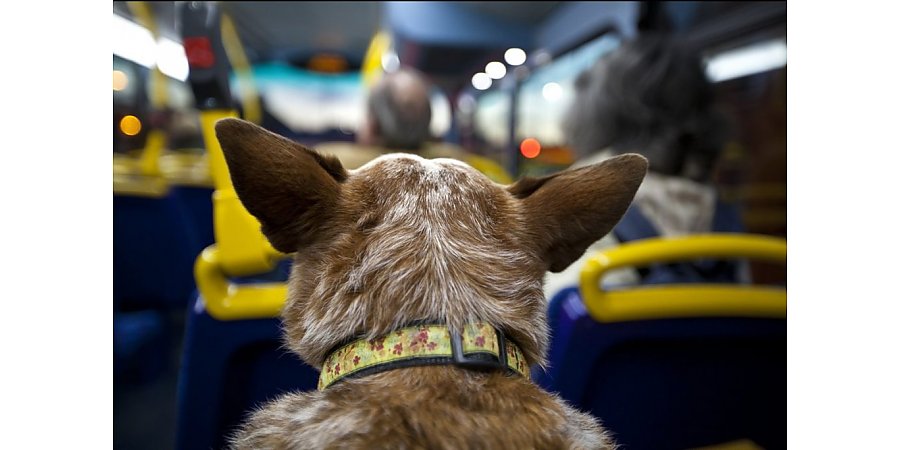 С какой собакой не пустят в общественный транспорт?