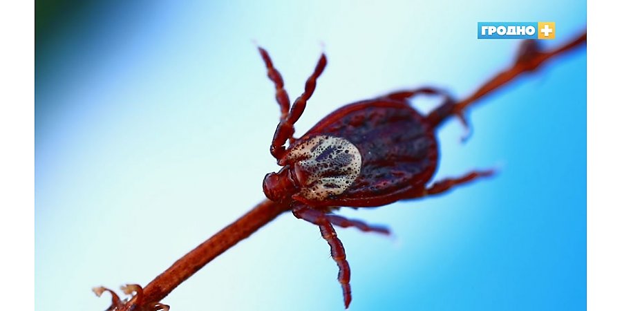 В Гродно после укуса клещей два человека оказались в реанимации