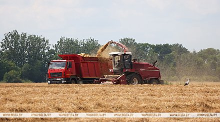 Массовая уборка озимого ячменя началась в Беларуси