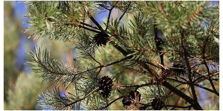 Ограничения на посещение лесов действуют в 11 районах Беларуси