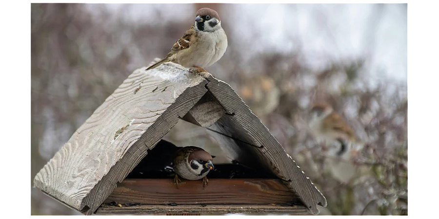 Народные приметы на 12 ноября: повесьте кормушку на Синичкин день