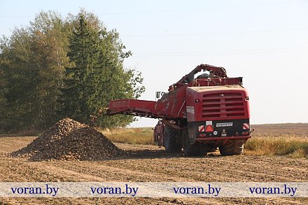 Старт «сладкого» сезона. К уборке сахарной свеклы приступили и в сельхозпредприятии «Больтишки»