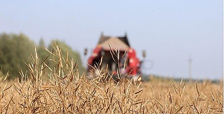 Минсельхозпрод: в Беларуси собрано более 97,5% культур