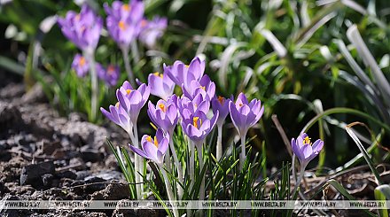 Март 2026 года может стать самым теплым и сухим за все время метеонаблюдений