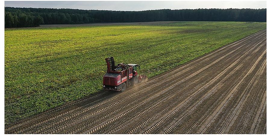 В Беларуси собрано более 123 тыс. т овощей