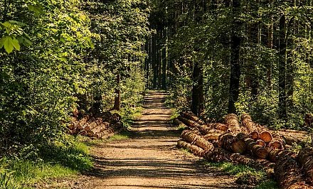 Запреты и ограничения на посещение лесов действуют в четырех районах Беларуси