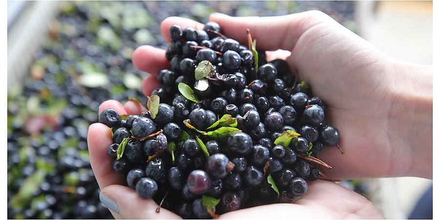 Черничная лихорадка. Сколько можно заработать в сезон на ягодах и грибах, узнали у лидских «бизнесменов»