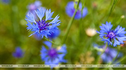 До +25°С будет в Беларуси, на севере пройдут кратковременные дожди 