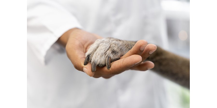 Онколог рассказал, как понять, что опухоль у питомца злокачественная